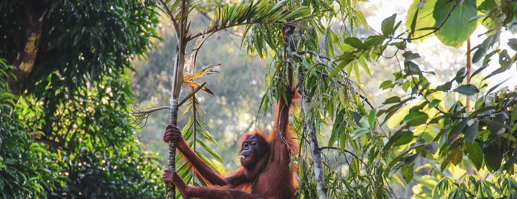 orangutang unge der h&aelig;nger i et tr&aelig;