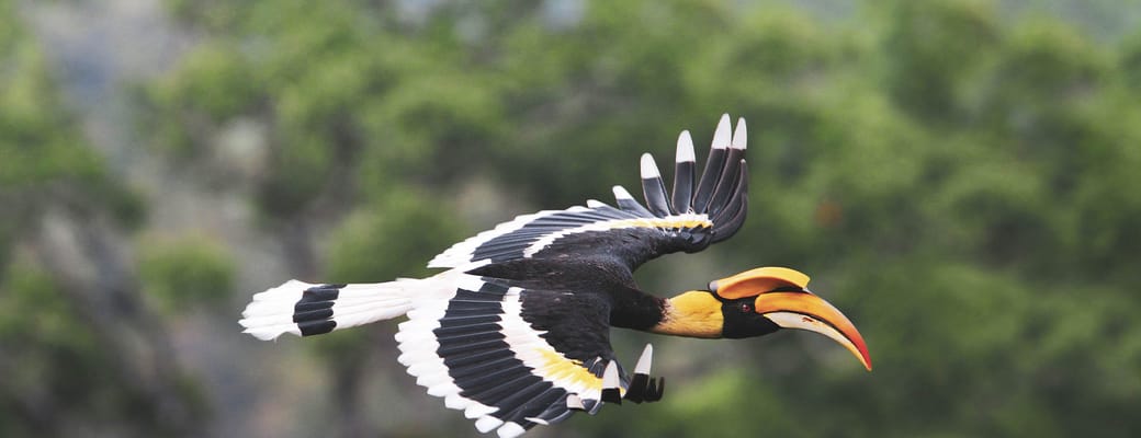 Borneo naesehornsfugl