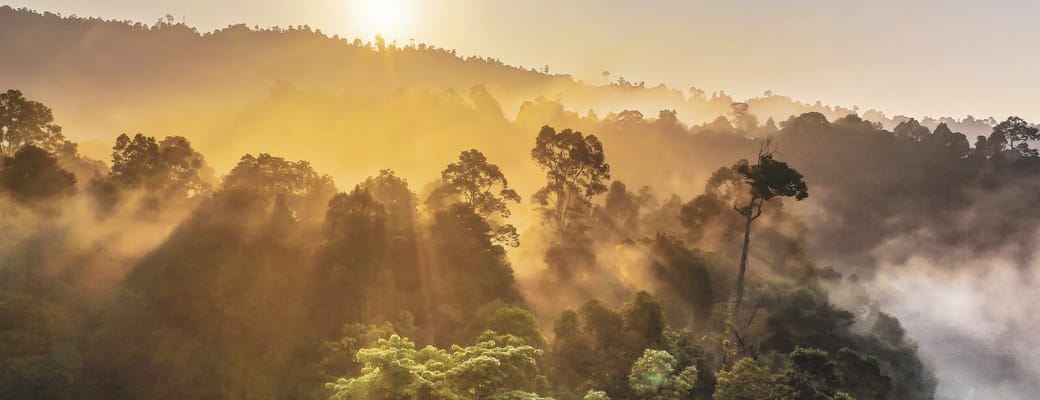 Borneo solopgang over juglen scaled