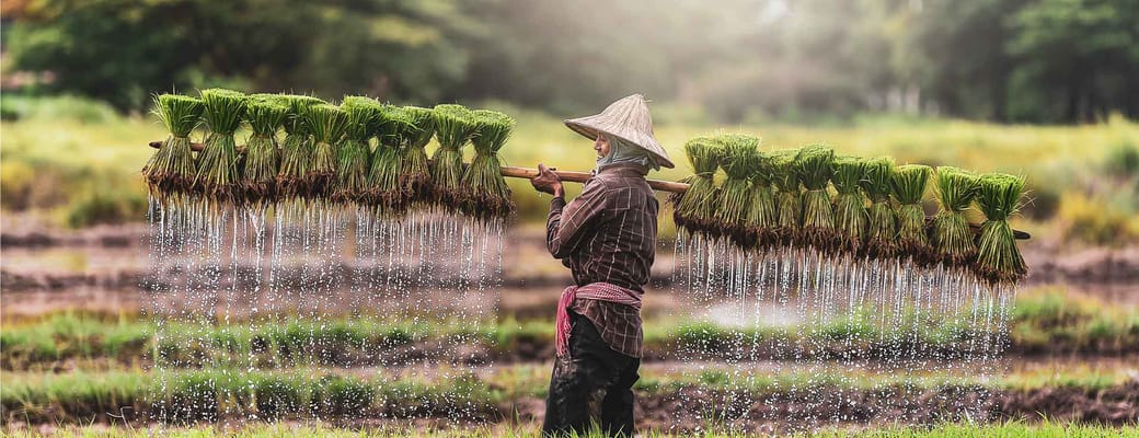cambodia mand lofter ris