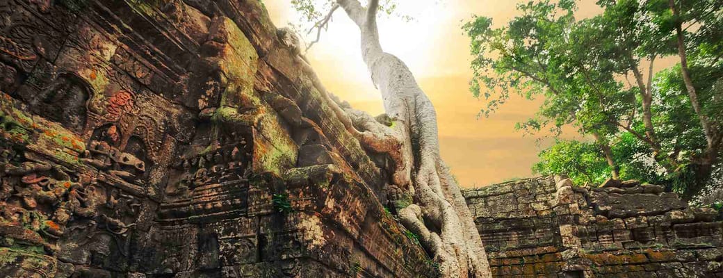 Cambodia, Siam Reap, Heldagstur Tempelbyen Angkor Wat, Træer