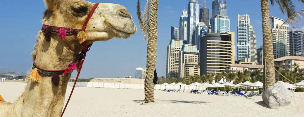 dubai kamel