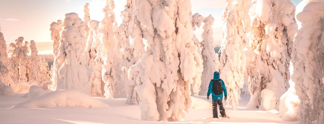 finland Lapland snelandskab med tildaekket traeer 1920x1080
