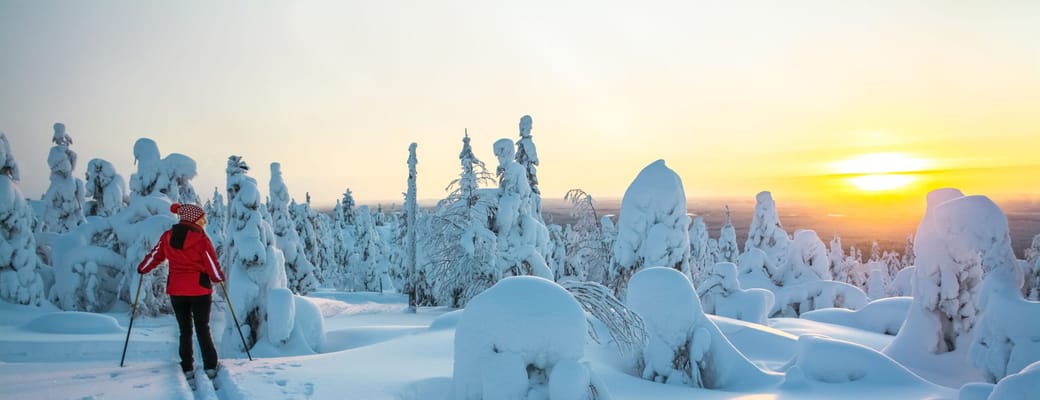 solnedgang over isklædte træer i lapland