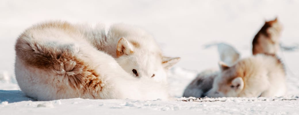 Gr&oslash;nland Ilulissat iglo slaedehunde stu scaled lodge
