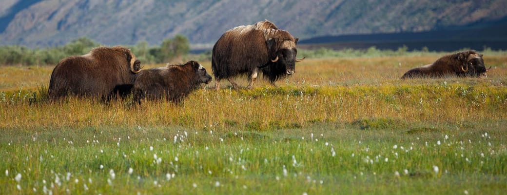 Gr&oslash;nland, Kangerlussuaq, Moskusokser, Dyreliv, Natur