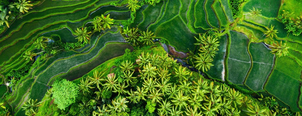 Indonesien Bali rismark flod