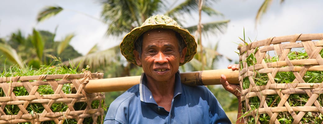 Indonesien Bali Ubud Essensen Af Ubud, Lokal B&aelig;rer P&aring; Afgr&oslash;der