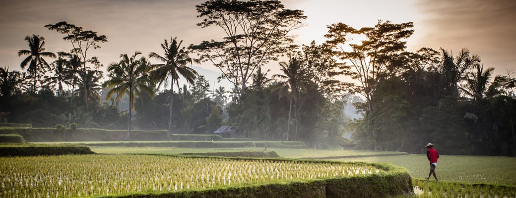 Indonesien Bali Ubud Essensen Af Ubud, Rismarker