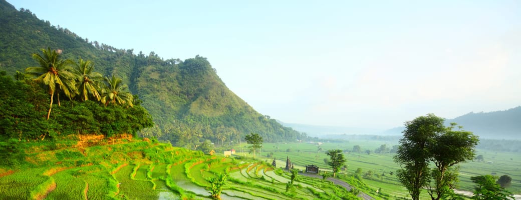 Indonesien, Bali, H&oslash;jlandet, Rismarker