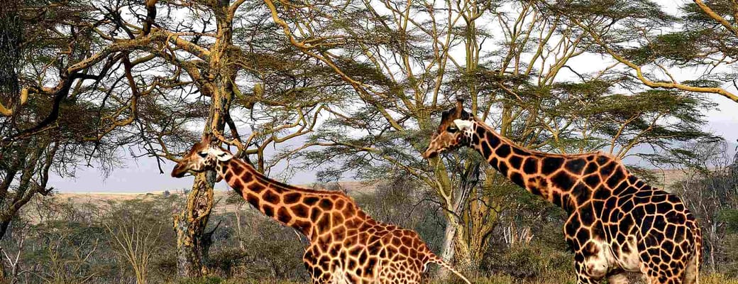giraffer på savannen
