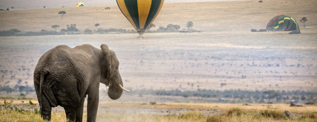 elefant der st&aring;r p&aring; savannen og ser p&aring; luftballoner