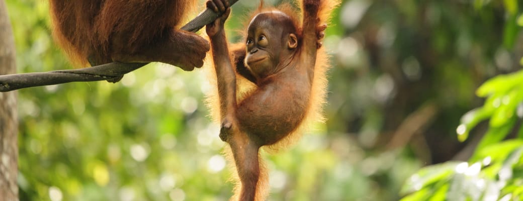Malaysia Borneo orangutangunge stor scaled jungle