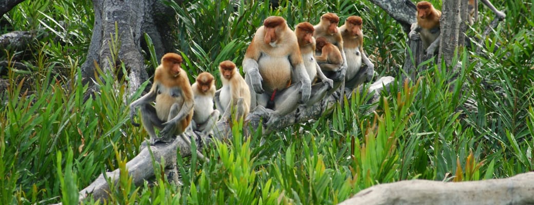 Malaysia Borneo proboscis monkey scaled