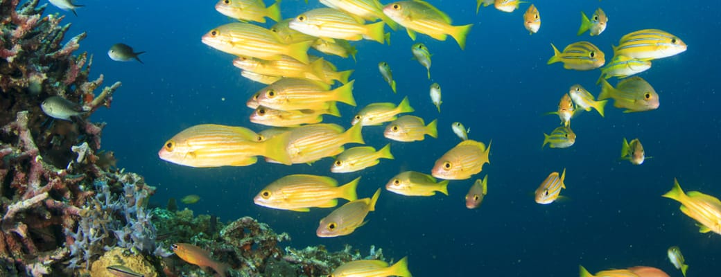 Malaysia langkawi til payar island marinepark udflugt snorkeltur