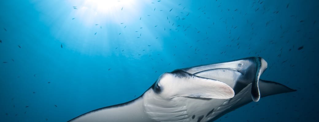 maldiverne manta close up.sck