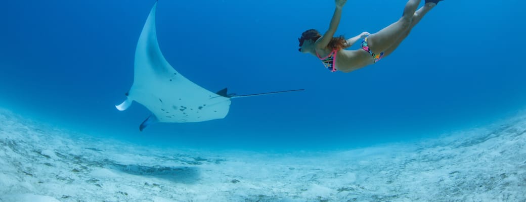 Rejser til Maldiverne, Centara Grand Island Resort & Spa, Snorkeling med mantarokke