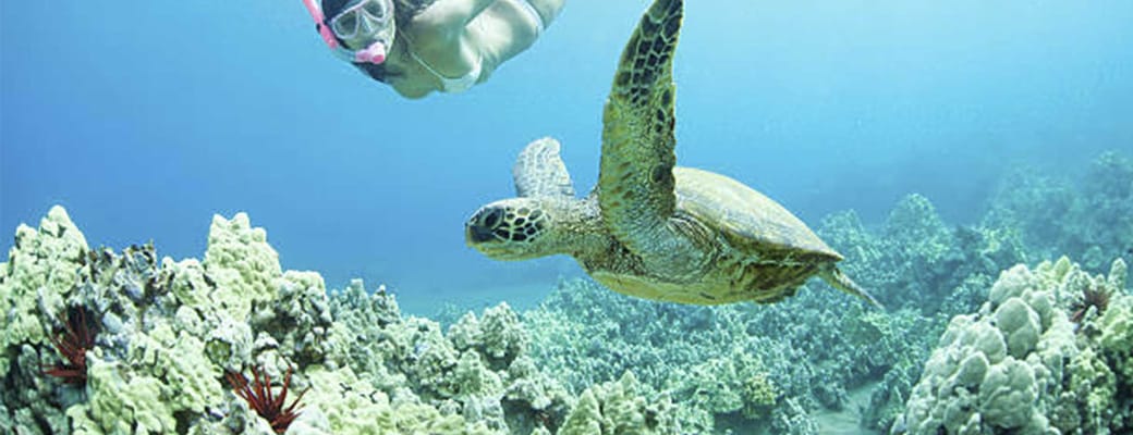 snorkling skildpadde