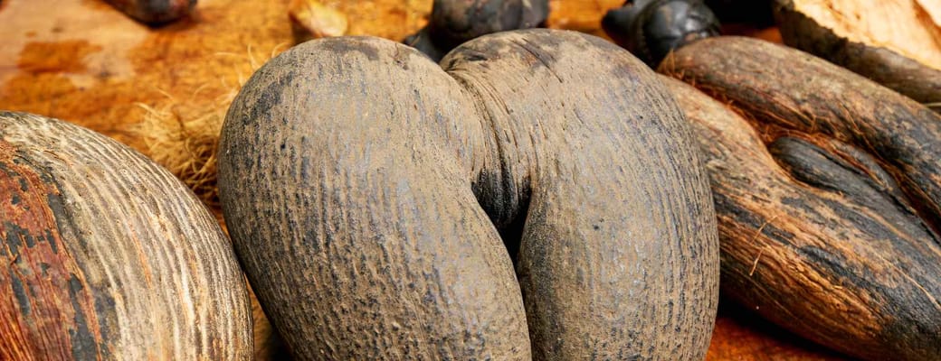 coco de mer frugt praslin