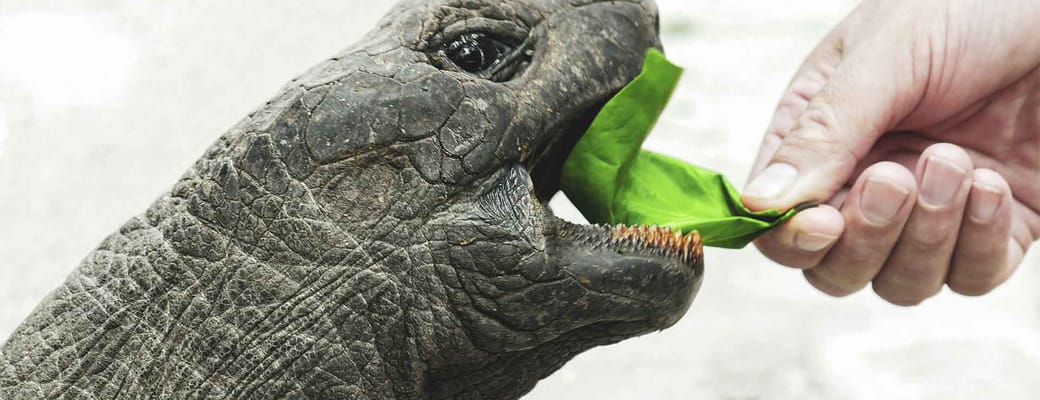seychellerne turist fodre kaempeskildpadde med blad philipp meeh uns
