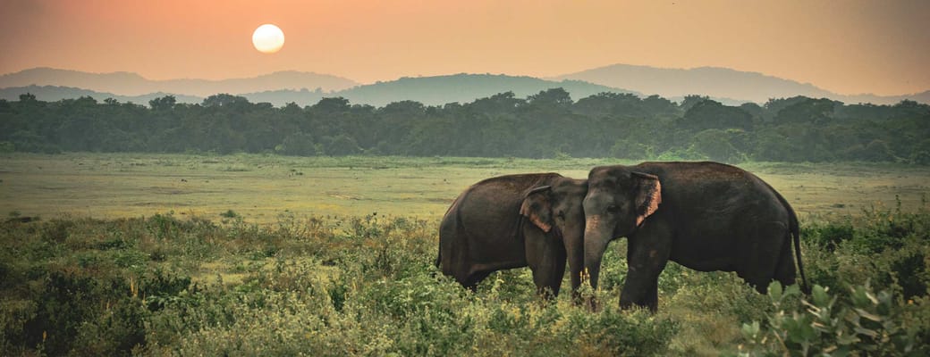 Sri Lanka Profil Rejser