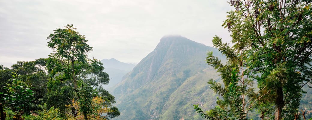 sri lanka ella kvinde nyder udsigten fra teplantage scaled