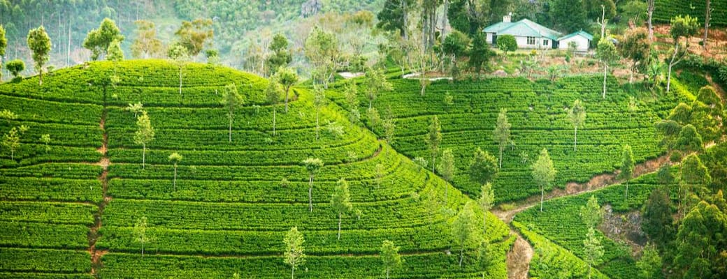 temarker h&oslash;jlandet sri lanka