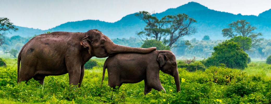 minneriya national park elefanter sri lanka
