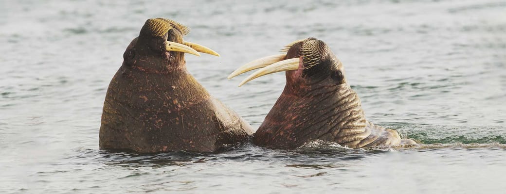 2 hvalrosser i vandet ved Svalbard