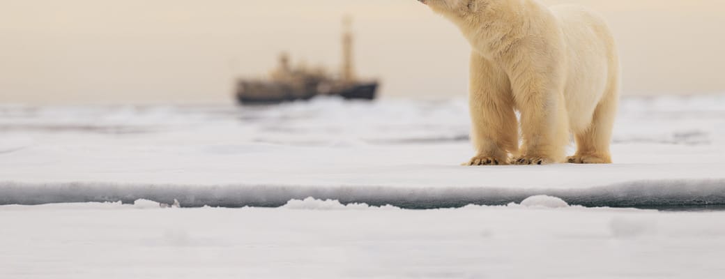 Svalbard isbjoern staar isflage med skib baggrunden på