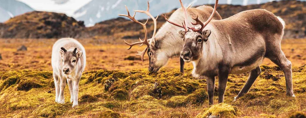 Svalbard, Rensdyr der gr&aelig;sser