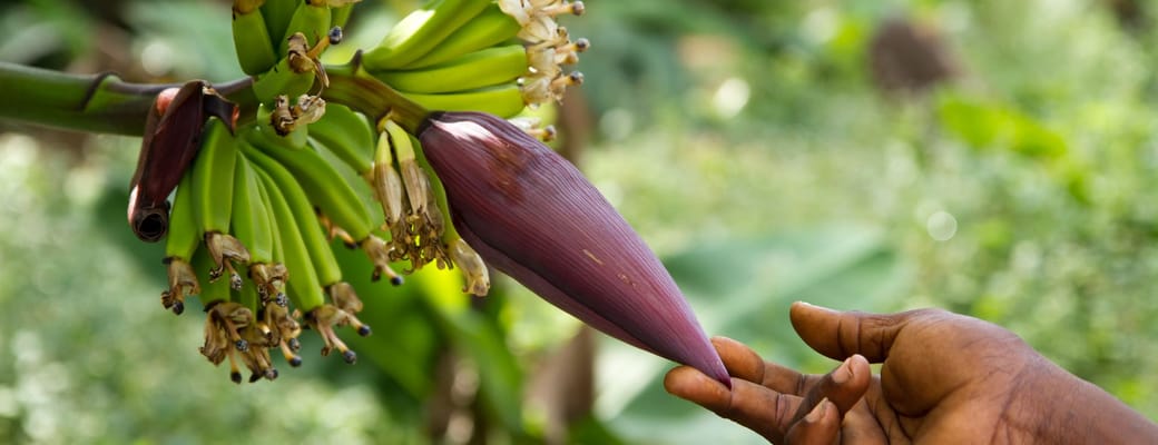 tanzania zanzibar stonetown flora fauna farverige kryddeier udflugt