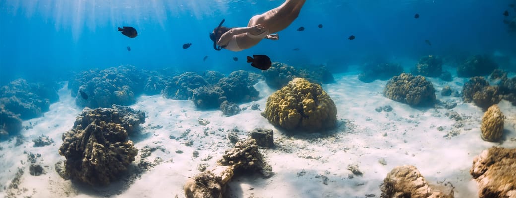 zanzibar snrokle tur til mnemba island scaled