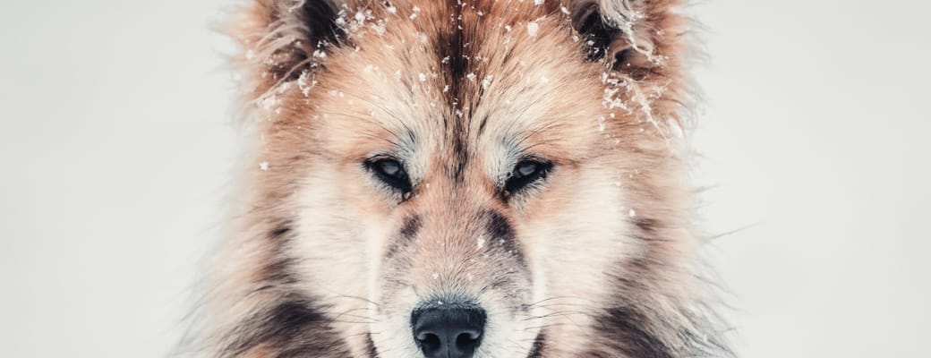 Gr&oslash;nland groenlandsk hund foto kredit norris niman greenland scaled