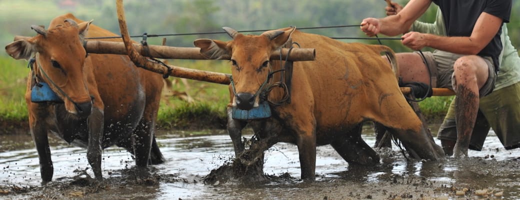 Indonesien Bali pekutatan puri dajuma farming buffalo scaled