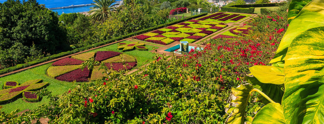 madeira funchal botanisk have scaled