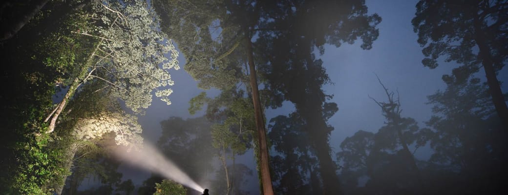 Malaysia, Borneo, Danum Valley Borneo Rainforest Lodge, Night Safari