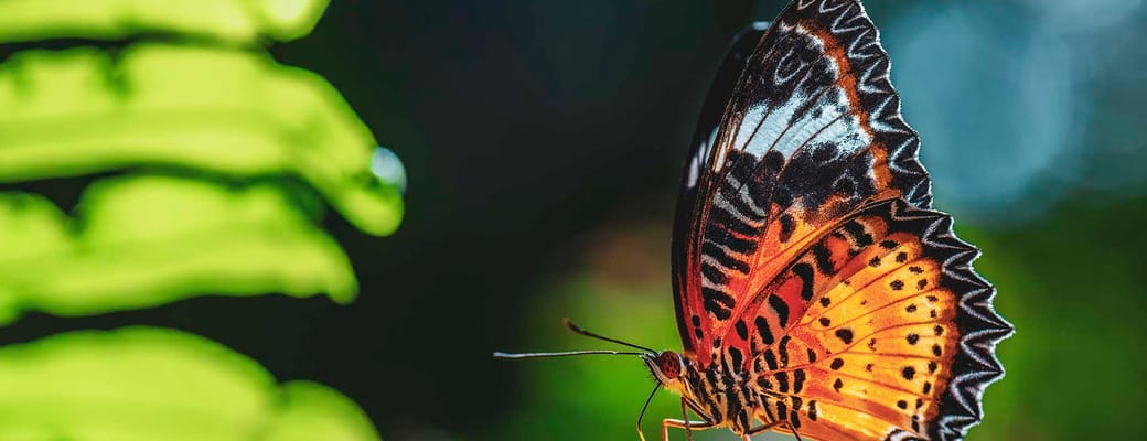 Malaysia east asian leopard lacewing sommerfugl skov