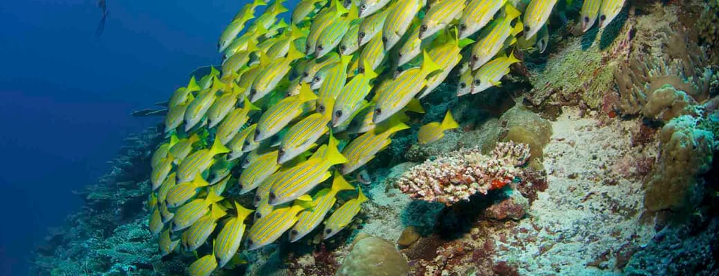 Rejser til Maldiverne, Six Senses Laamu, Dykning ved koralrevet 