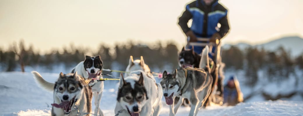 Norge Malangen Resort Dogsledding