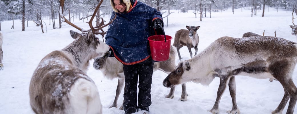 Norge Malangen Resort Reindeer