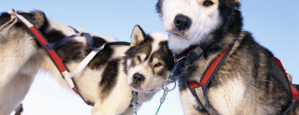 Norge svalbard slaedehunde closeup scaled
