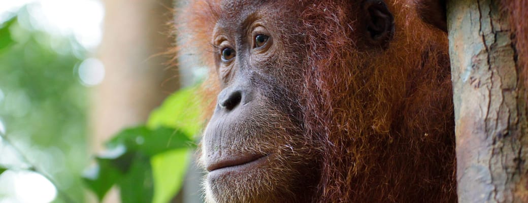steffen bertram sumatra orangutang unsplash scaled