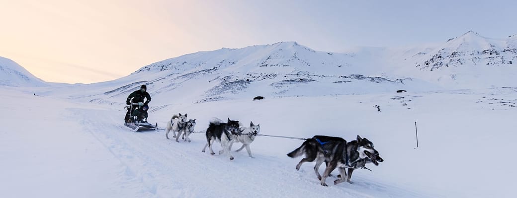 Svalbard hundesl&aelig;de skumring