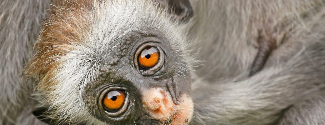 tanzania zanzibar roed colobus