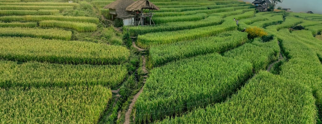 Thailand chang mai rismarker bakkeskraaning istock scaled p&aring;