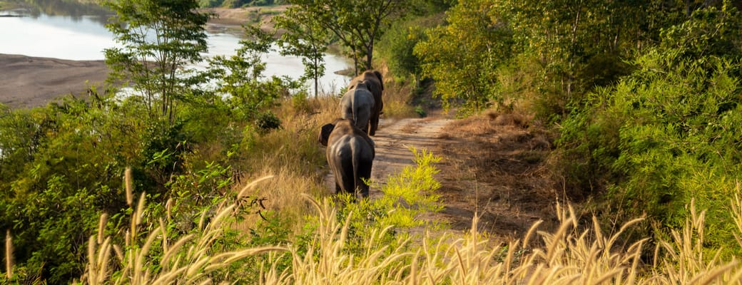 Thailand, Chiang Mai, The Bush Camp, Elephants Outside
