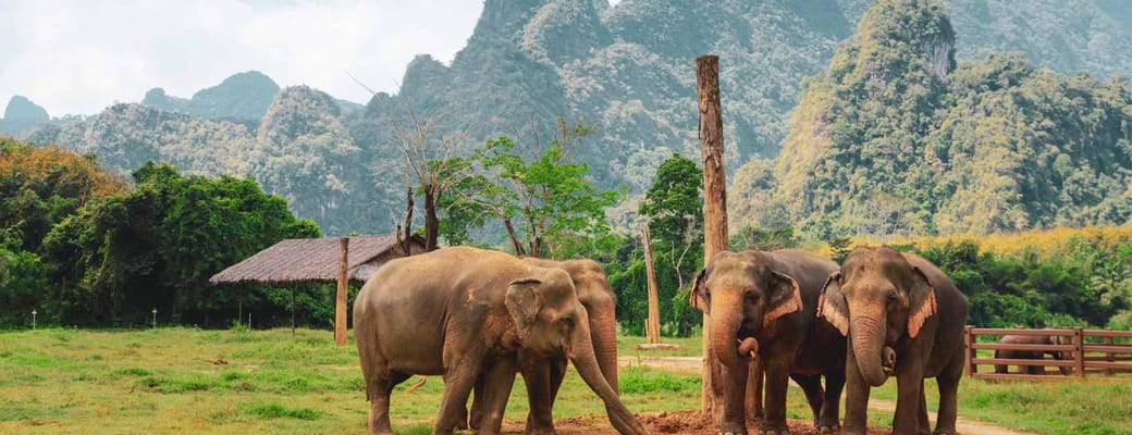 Thailand khao sok national park elephant elephant hills fire elefanter leger med pind oplevelse