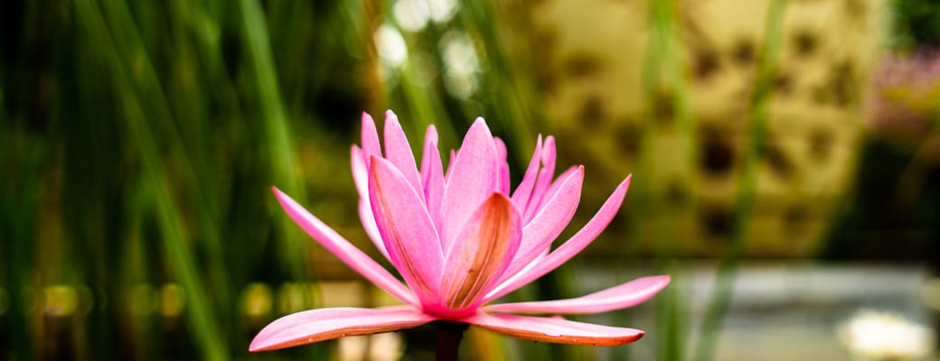 Vietnam ninh binh tam coc garden flower