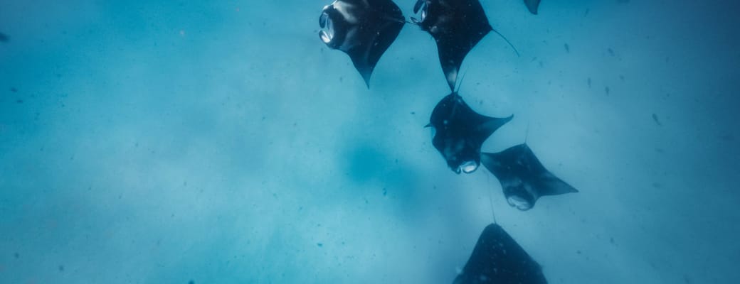 maldiverne avani plus fares snorkling manta rays hanifaru bay